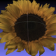 Faces, flowers, priceless works of art all rendered painlessly